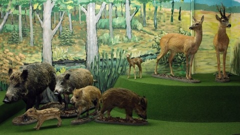 Naturkundliches Museum in Ustrzyki Dolne 3km