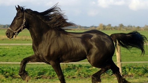 Reiten. 2km (Nach vorheriger Absprache).