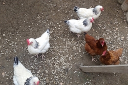 farm-for-chickens_3